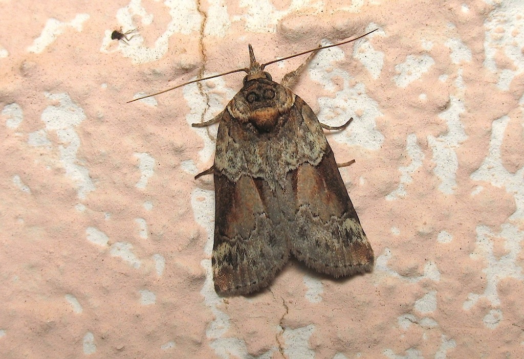 Nycteola?